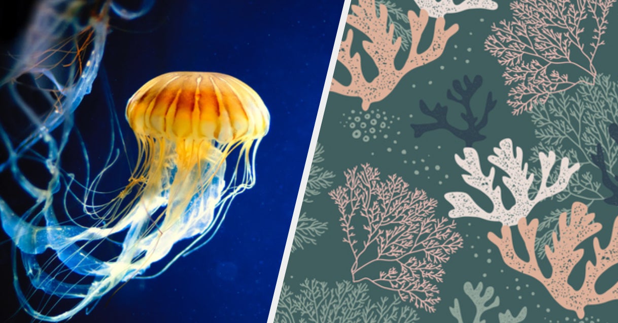 Quiz Which Sea Creature Are You?