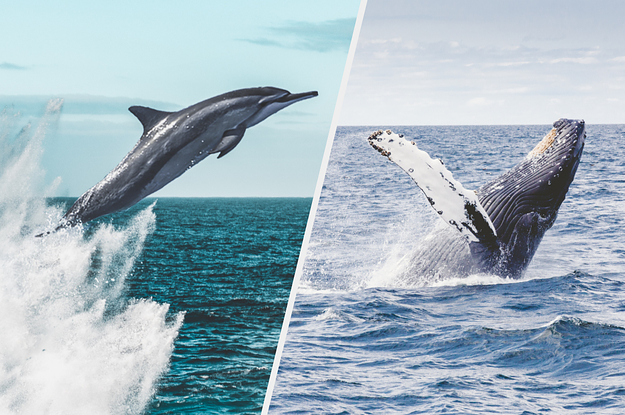 Quiz: What Sea Animal Are You Most Like?