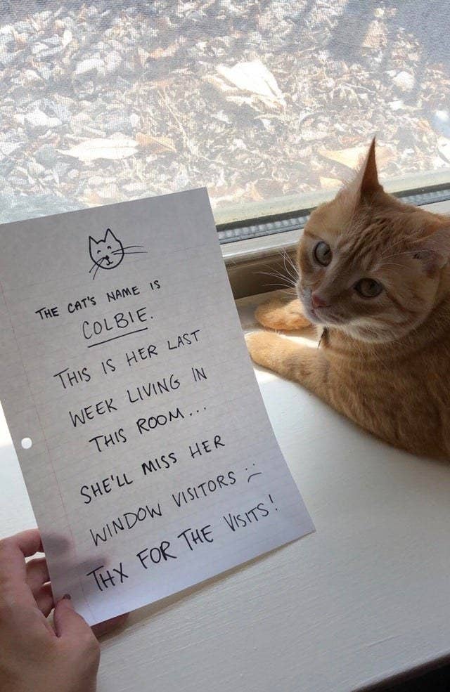 The Best Cat Posts From This Week July 5 2019
