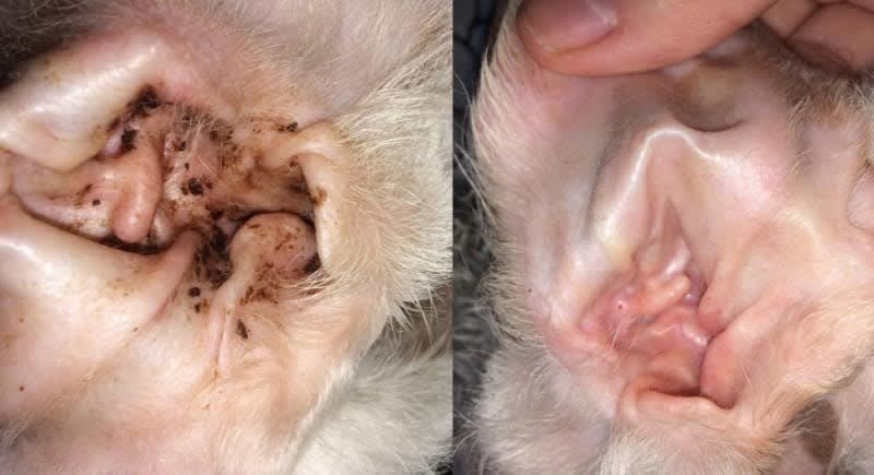 on right, dog ear with lots of black debris. on right, same dog ear all clean after using one of the wipes above