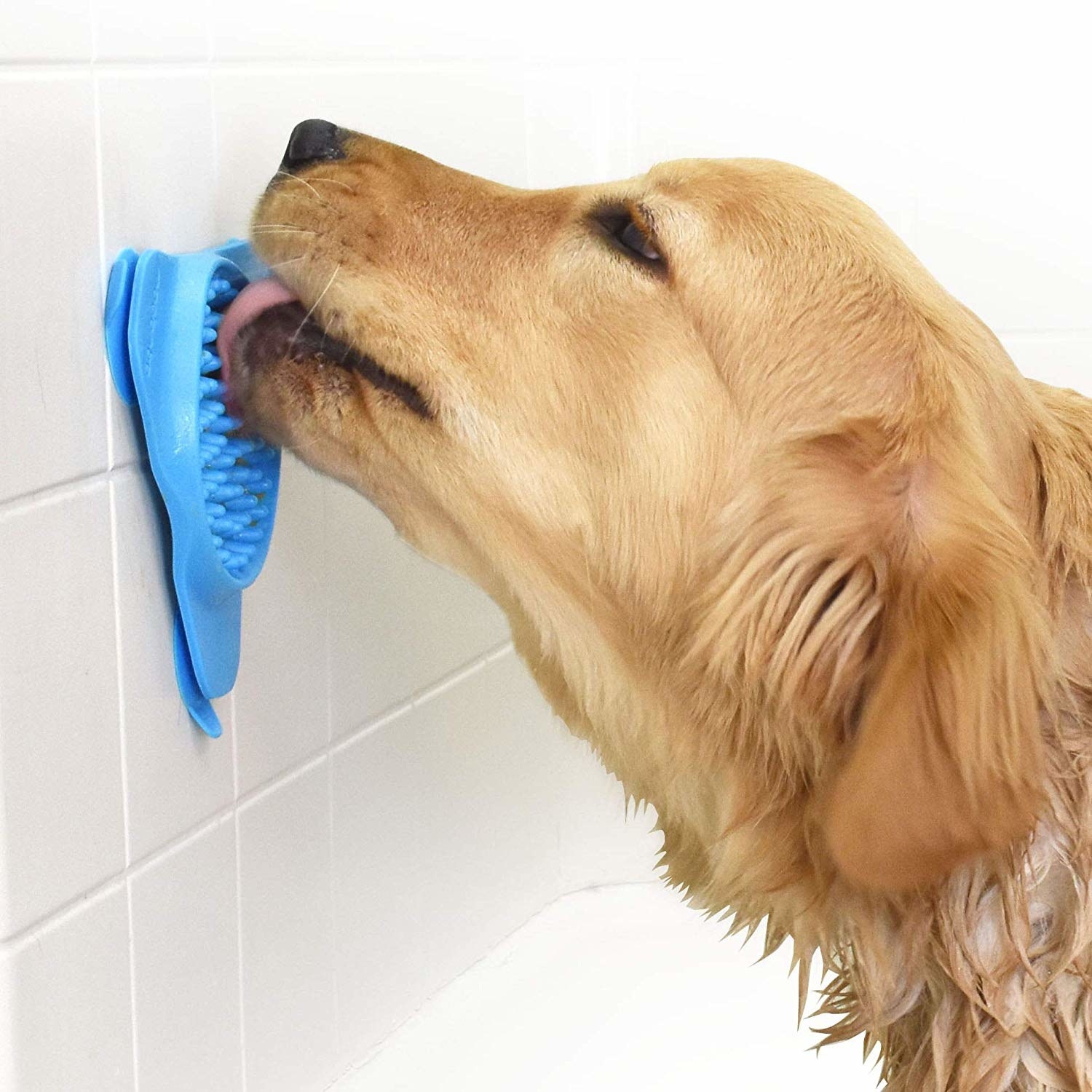 The blue slow treater stuck on the bathtub wall with a golden retriever licks it 