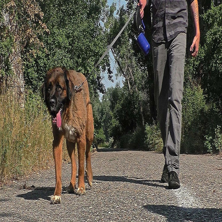 Model walking a dog with the poop bag holder attached to the leash 