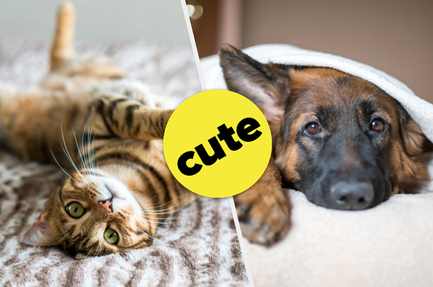 This Slider Quiz Will Determine If You’re More Of A Cat Or Dog Person