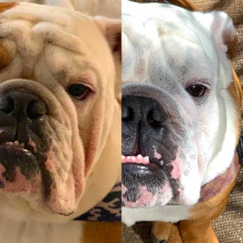 On the left, a bulldog with his wrinkles looking pink. ON the right, the same pup with his wrinkles looking significantly less pink