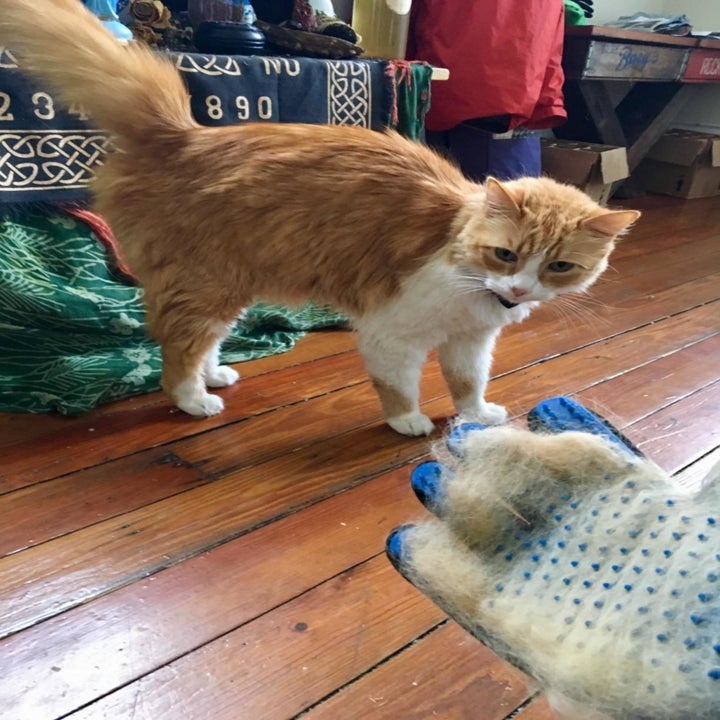 cat looks at glove with fur on it 