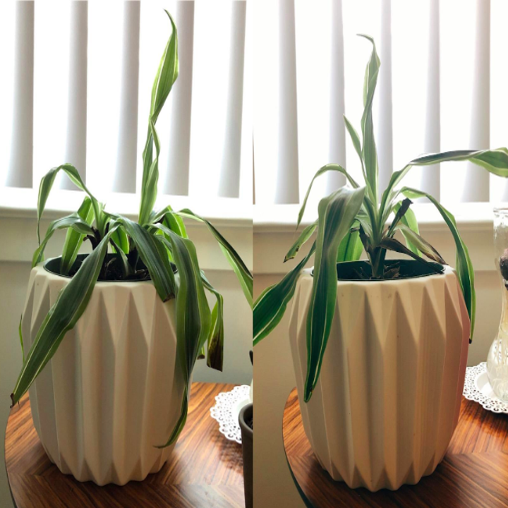On the left, a reviewer's plant looking droopy. On the right, the same plant looking slightly perkier