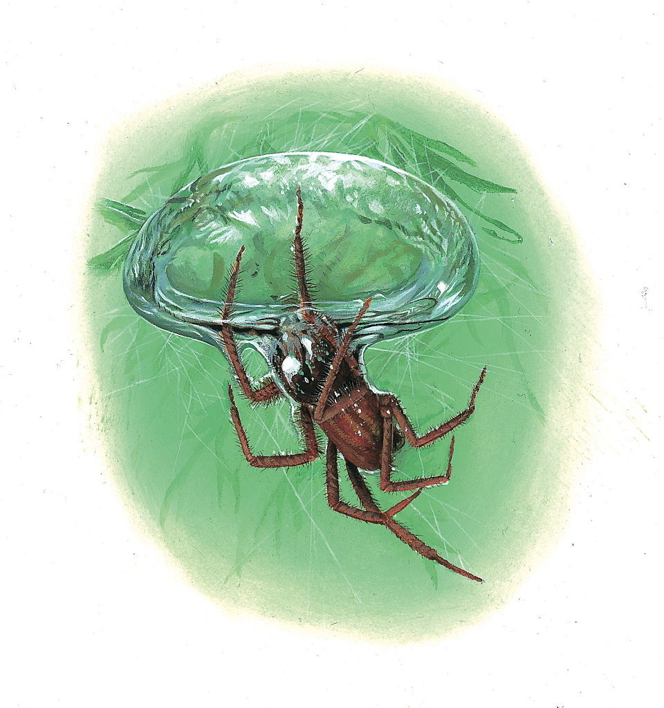 an illustration of the spider in a large water bubble