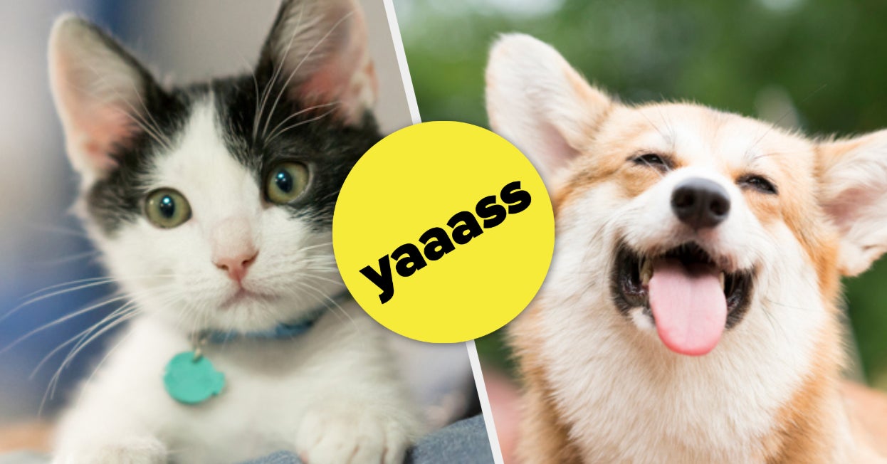 Quiz This Quiz Will Reveal What You Should Name Your Pet