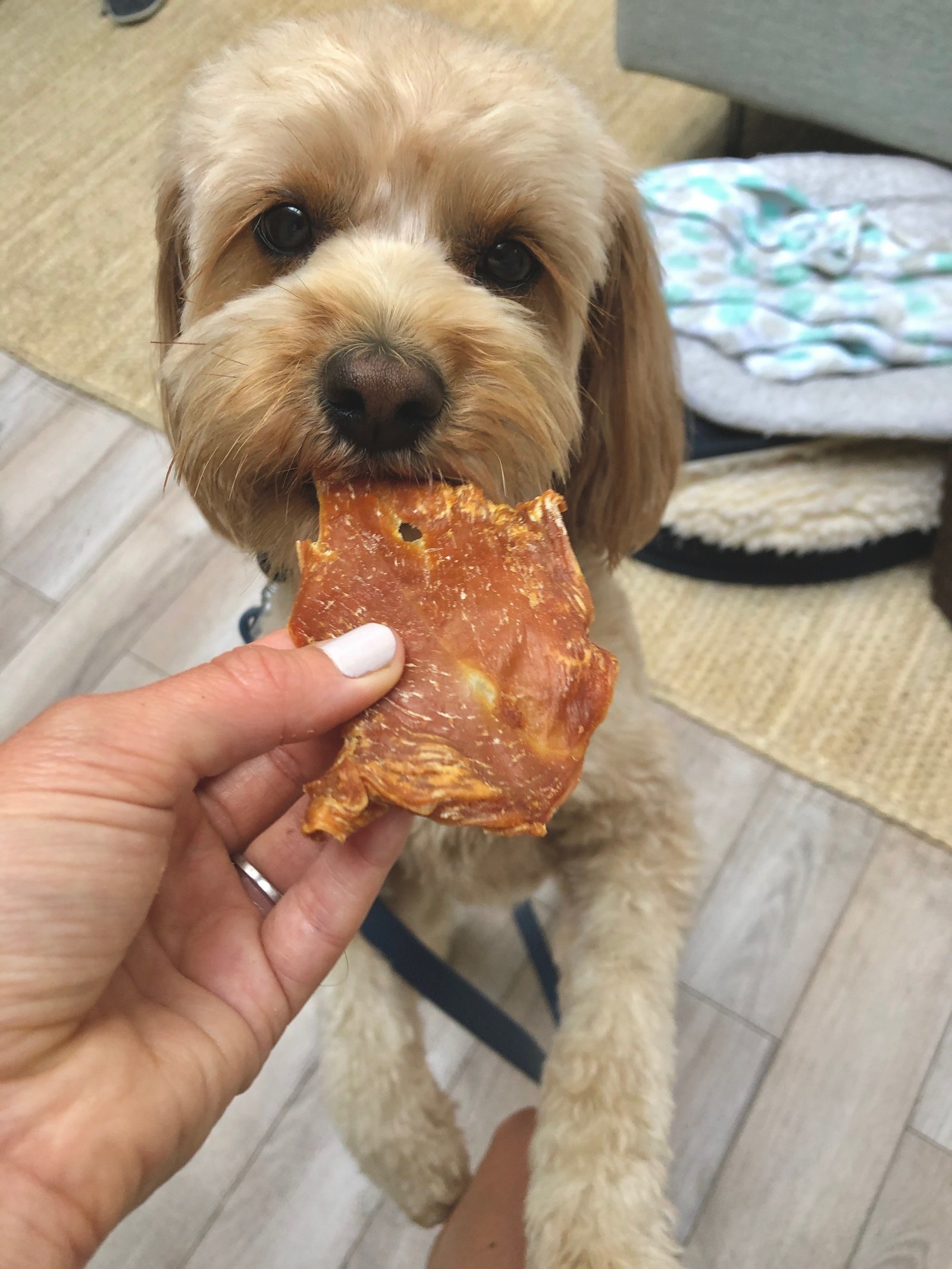 a puppy with the treat in their mouth