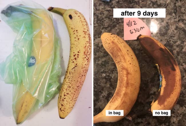 Two images: On the left two bananas, one in the GreenBag on the left and one on the right a little more brown, not and on the right, two bananas showing the one on the left that was in the bag less brown than the one on the right
