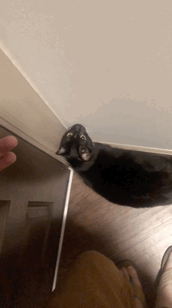 どうしてもお留守番したくないペットたち 決死の行動がかわいすぎる