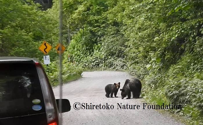 熊はぬいぐるみじゃない 野生のヒグマをsnsにアップは危険 注意呼びかけ 熊はぬいぐるみじゃない 野生のヒグマをsnsにアップは危険 注意呼びかけ