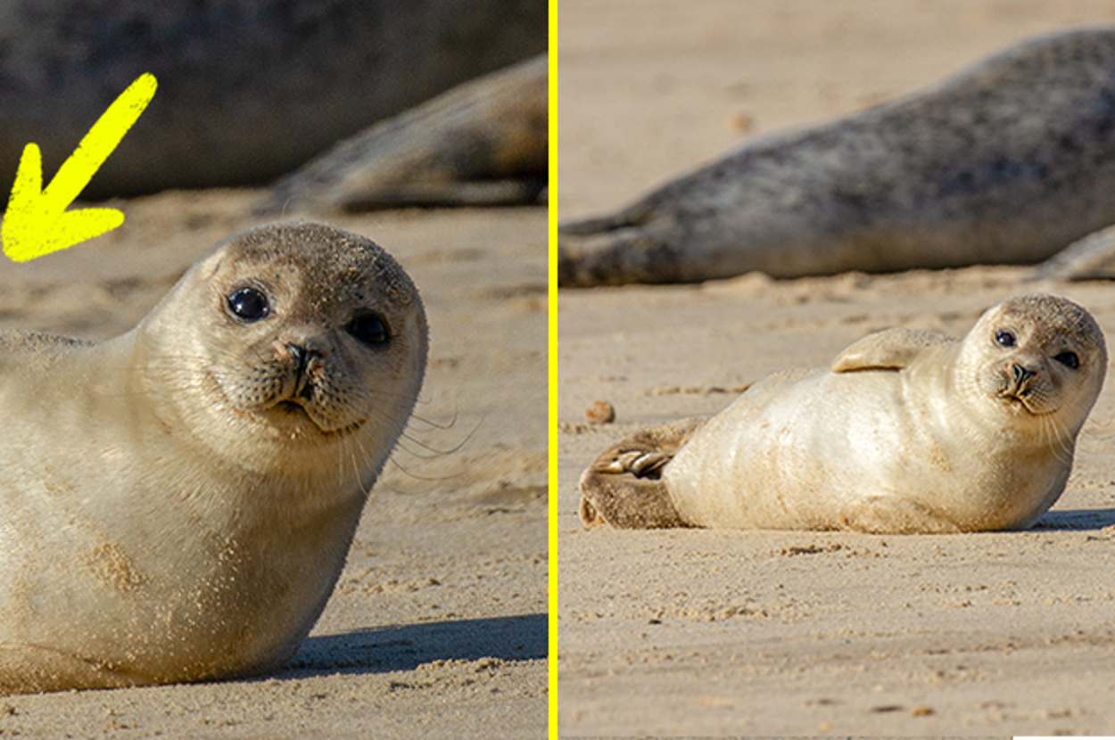 Today I Learned That Seals Do Something Called "The Banana Pose" When They're Hanging Out