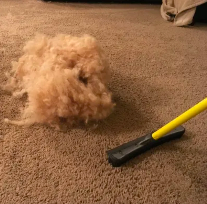 Large pile of fur beside broom on carpet 