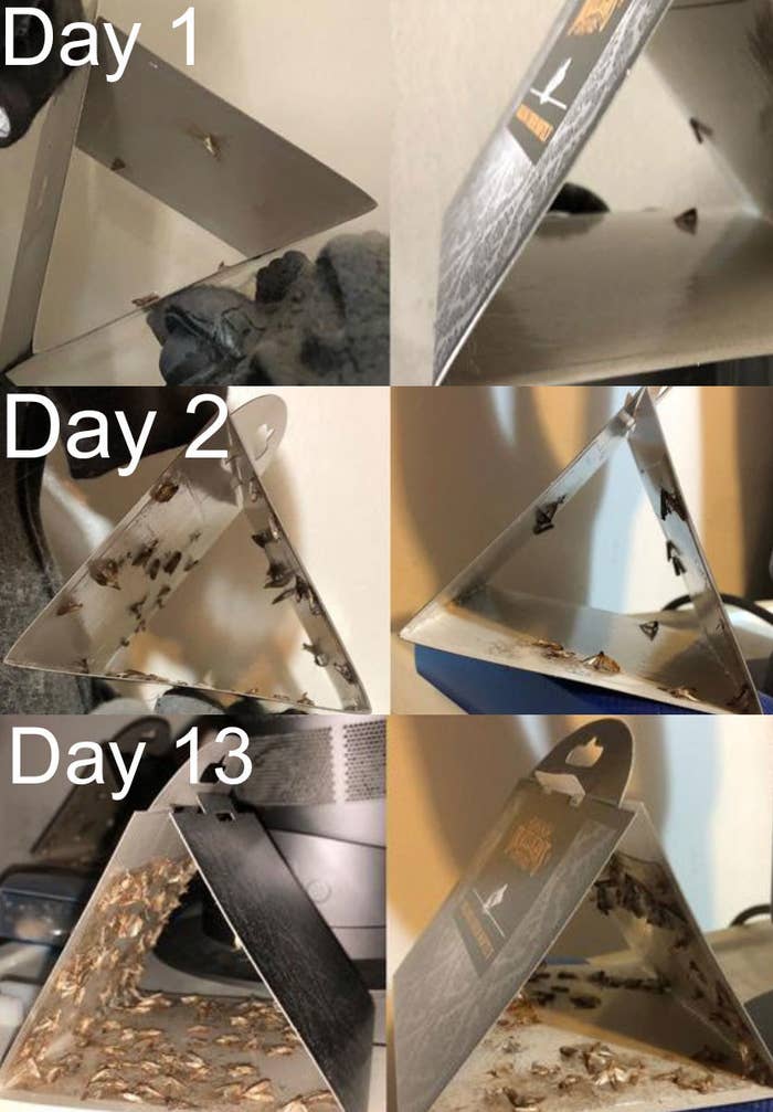 a series of photos showing the progression of using the moth traps from day one to day thirteen with more and more moths captured