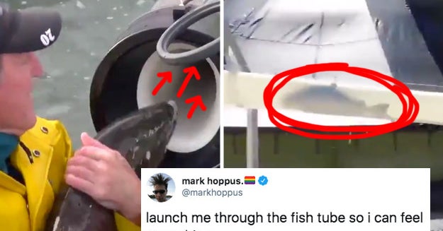 This Salmon Cannon Video Is Going Viral, And The Reactions Are Hysterical
