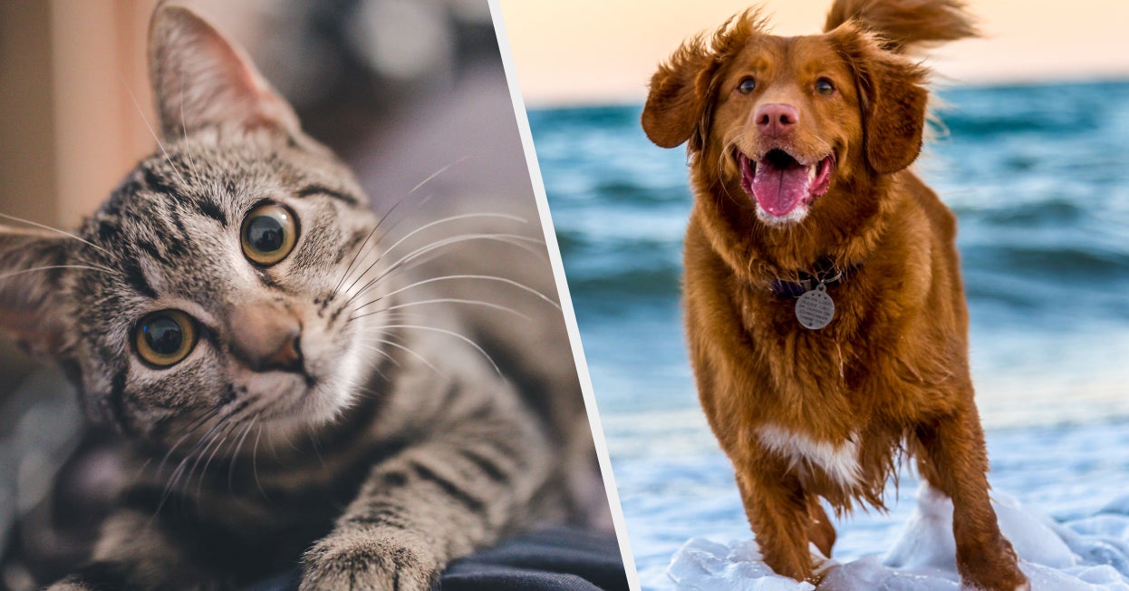 Quiz Everyone Is Either A Cat Or A Dog — Which One Are You?