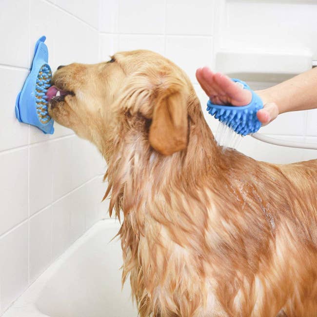 dog licks bristled device covered in peanut butter that's stuck to shower wall while being washed with a bristled hose that fits on hand 