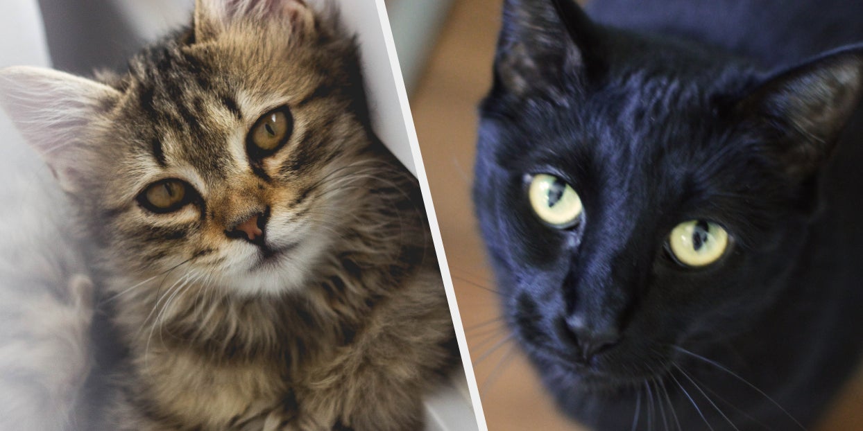 Your Choice In Cats Determines Your Best Quality