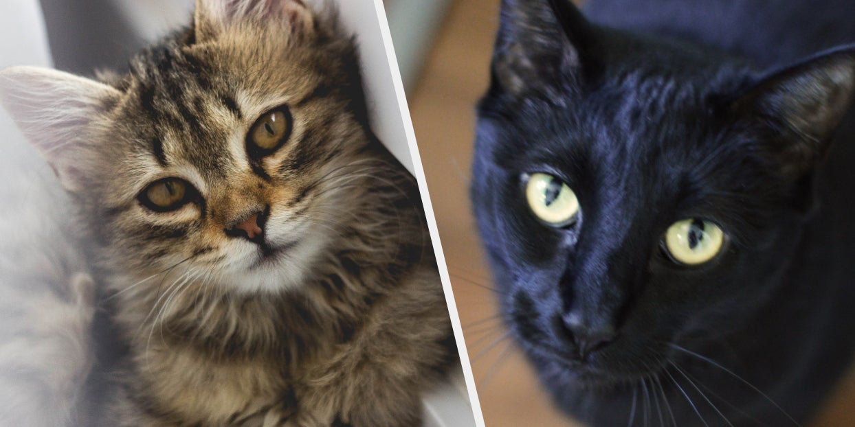 Your Choice In Cats Determines Your Best Quality