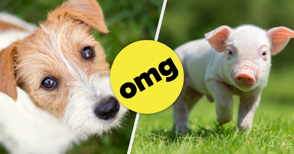 Quiz What Will Your Future Pet Be?