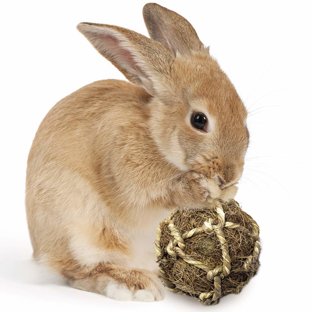 bunny chewing on toy 