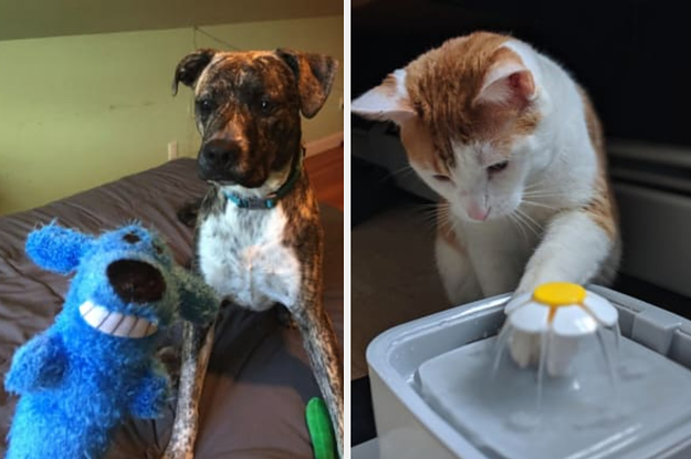 29 Pet Toys You Can Get On Amazon That People Actually Swear By