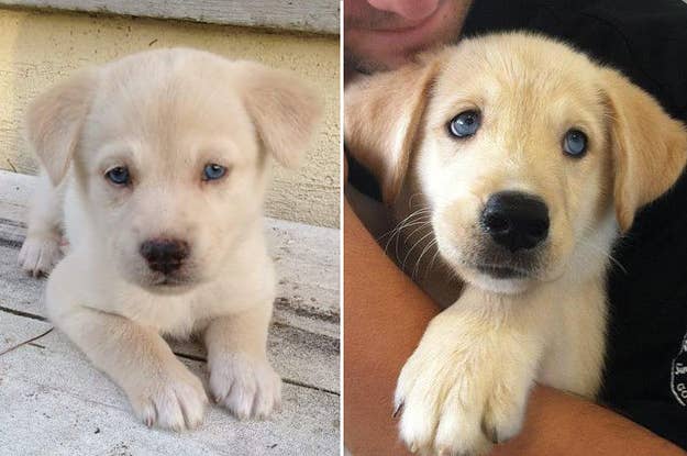 21 Bulldog Mixes That I Firmly Believe Are Just Adorable Mythological Creatures
