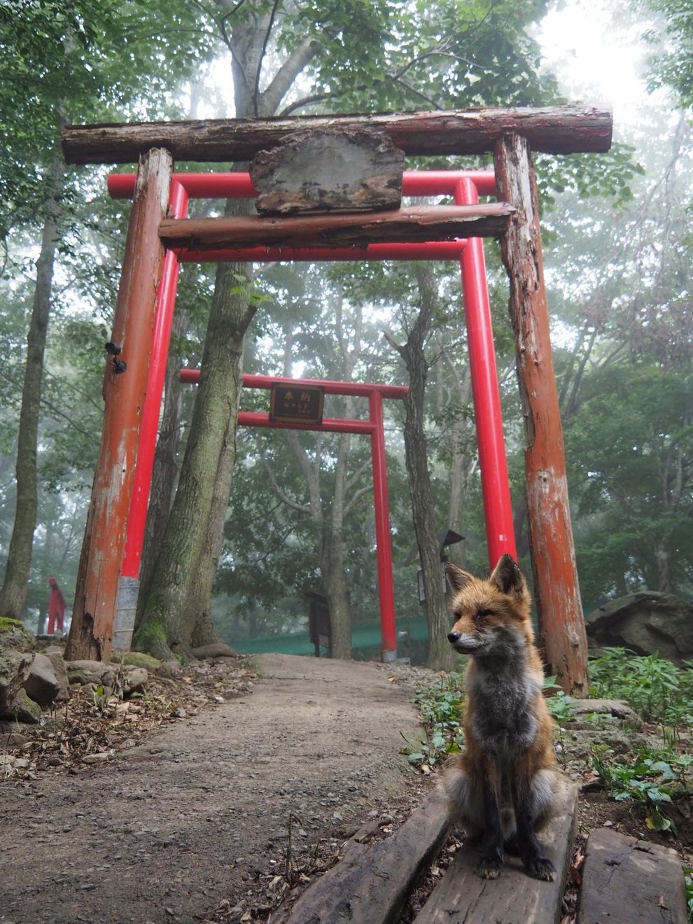 か 神の使い 鳥居の近くで激写されたある動物が尊すぎて無理