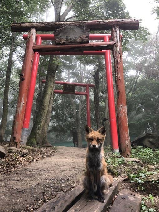 か 神の使い 鳥居の近くで激写されたある動物が尊すぎて無理 か 神の使い 鳥居の近くで激写されたある動物が尊すぎて無理