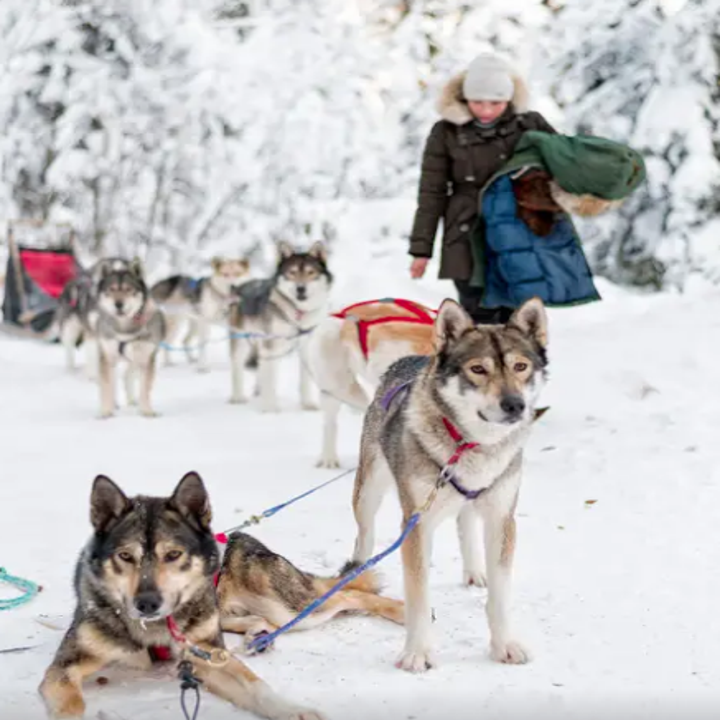 17 Of The Best Airbnb Experiences For Dog Lovers