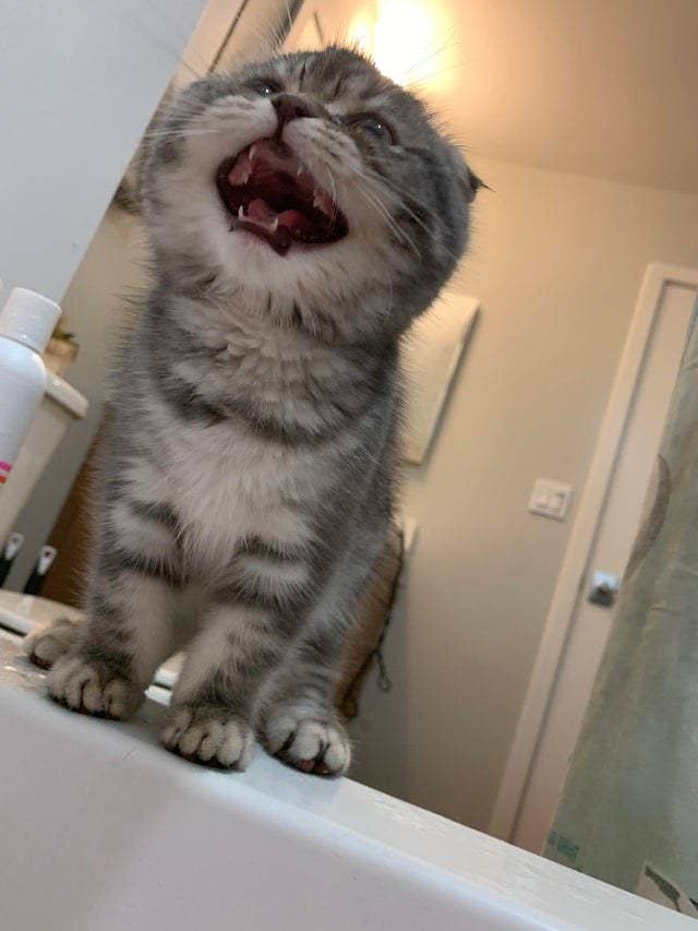 Cat Teeth Are Adorable And They Deserve Our Attention Right Now