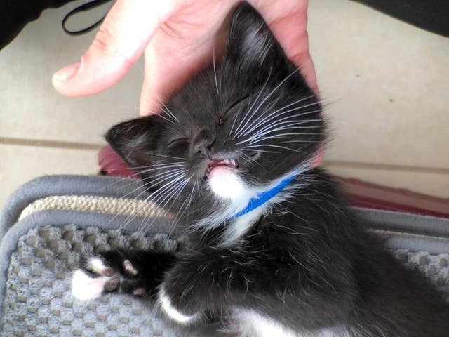 ネコの可愛いとこって肉球だけじゃないから聞いて