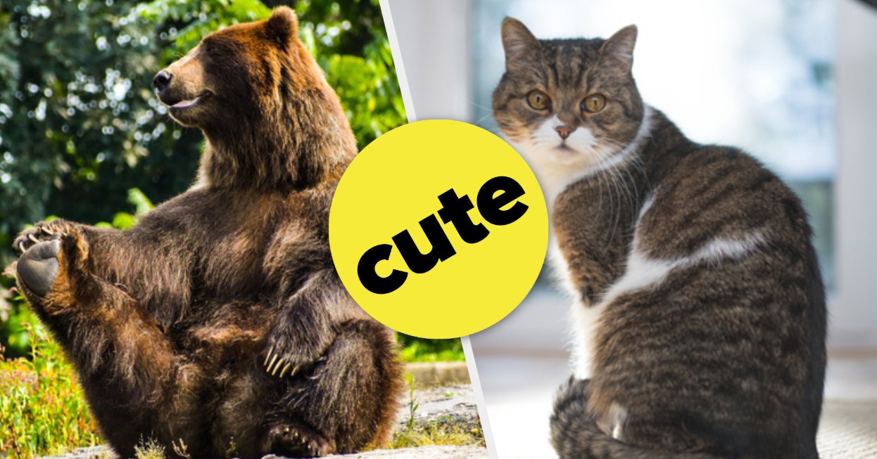 Find Your Inner Animal: The Ultimate Therian Quiz