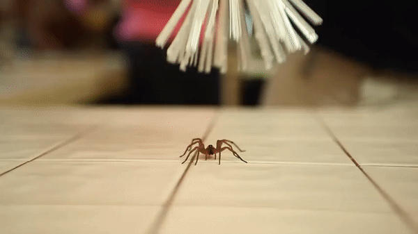 a gif of someone using the critter catcher to encase a spider