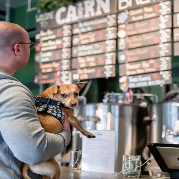 17 Of The Best Airbnb Experiences For Dog Lovers