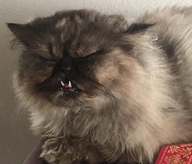 Cat Teeth Are Adorable And They Deserve Our Attention Right Now