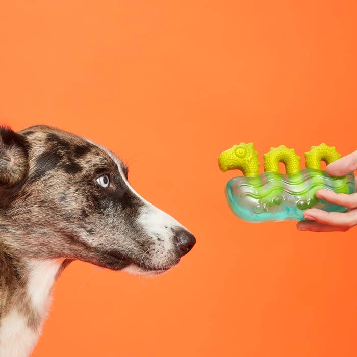 I Guarantee You Will Find Your Pets New Favorite Toy In