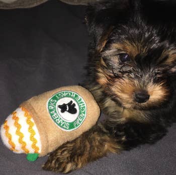 another puppy with different version of the starbucks toy
