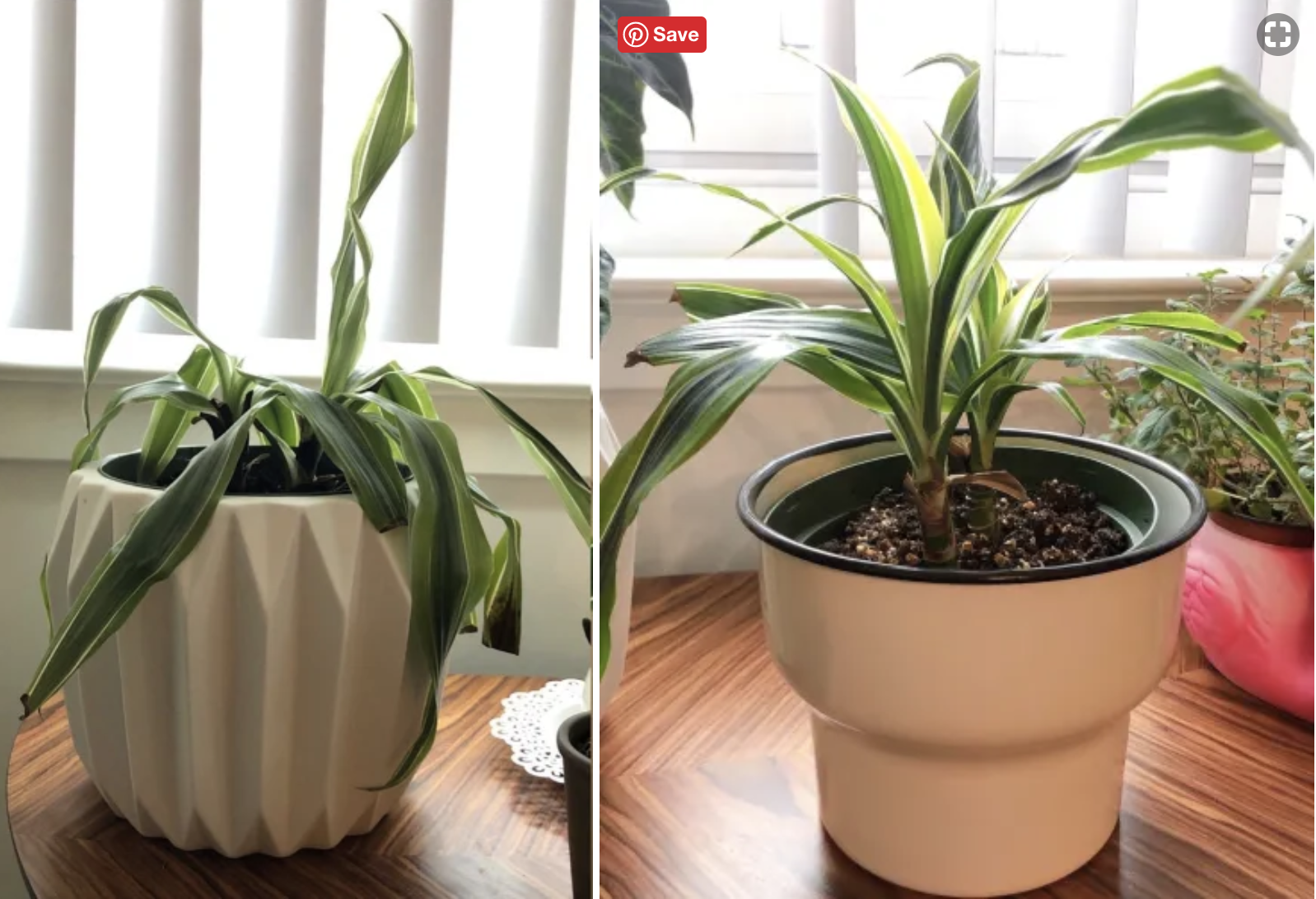 A review image of a wilted plant on the left, and the same plant but perky and full on the right