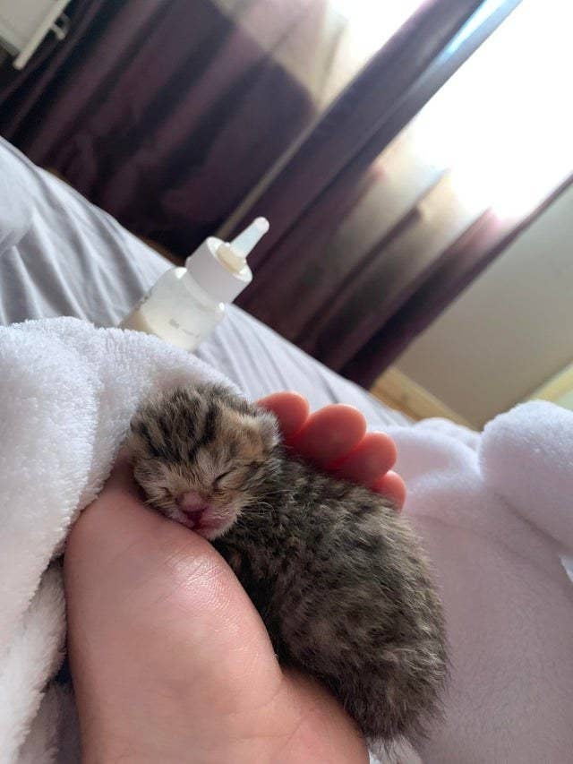 The Best Cat Posts From This Week August 16 2019