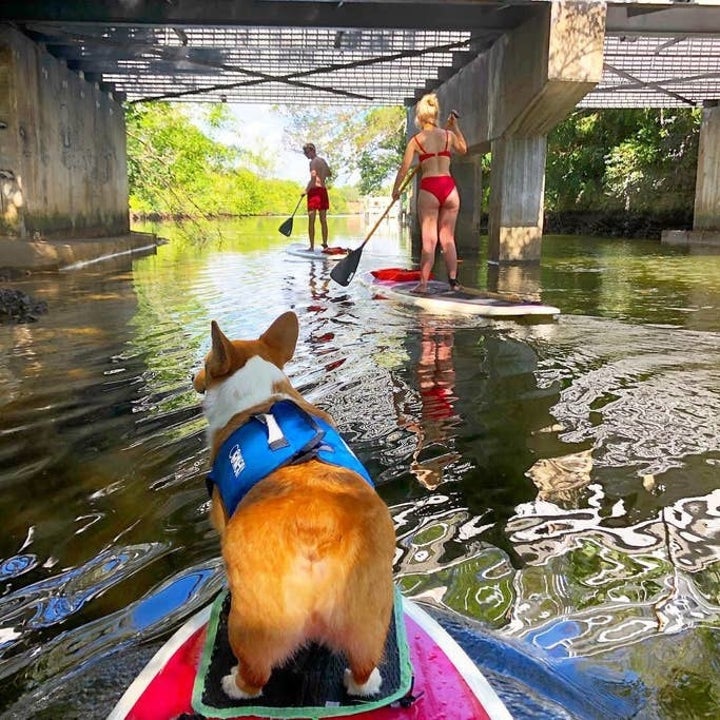 17 Of The Best Airbnb Experiences For Dog Lovers