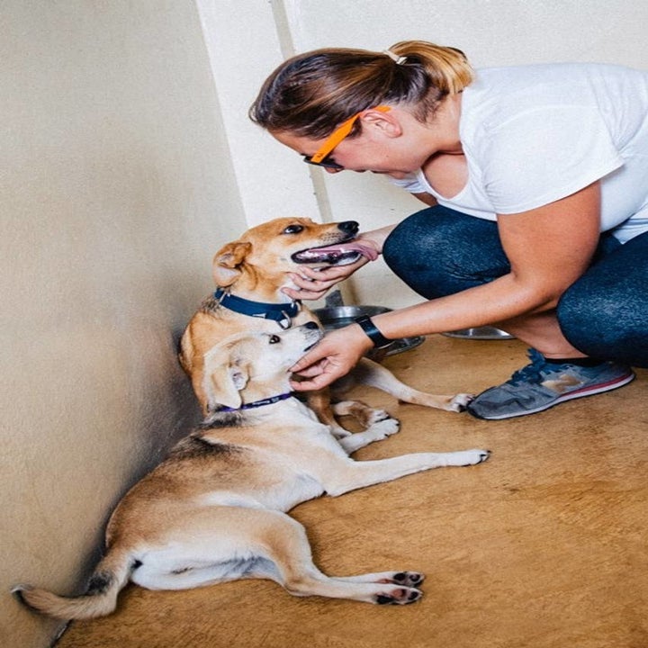 17 Of The Best Airbnb Experiences For Dog Lovers