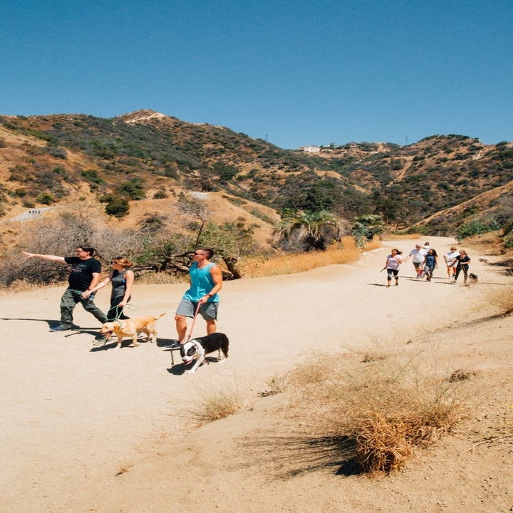 17 Of The Best Airbnb Experiences For Dog Lovers