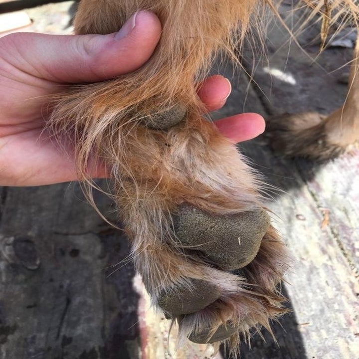 A reviewer's after photo which shows the paw is clean and free of mud
