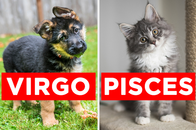 Quiz: Tell Us Which Pets You'd Adopt And We'll Reveal Your Astrological Sign