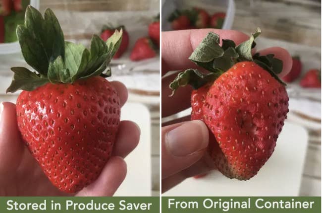 A BuzzFeed Shopping reviewer's image comparing a strawberry kept fresh in the Rubbermaid container with one kept in the original clamshell (significantly soft and mushy)