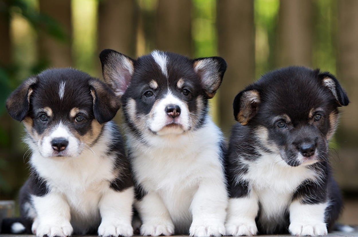 cutest puppy wallpapers ever