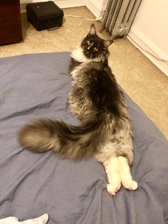 The Best Cat Posts From This Week August 2 2019