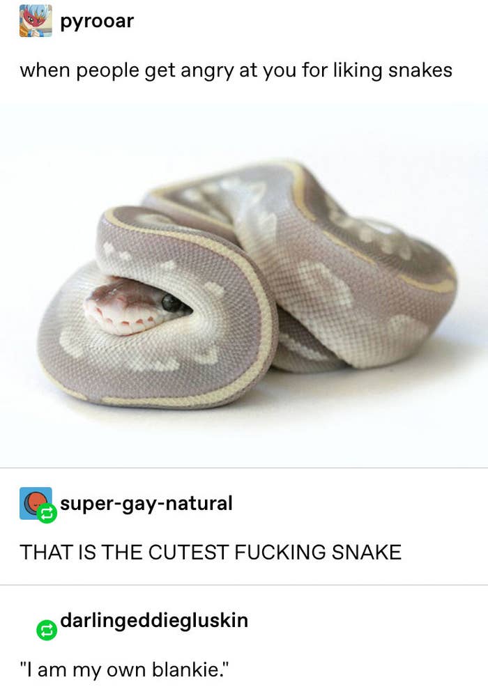 16 Animal Tumblr Posts That Are Just Very Cute